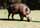 Piggy the (not very) wild warthog at Okonjima game reserve, Namibia